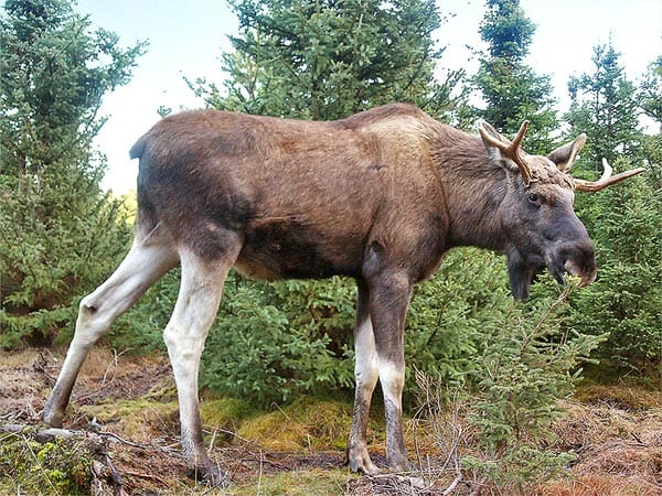Älgskötselområdet